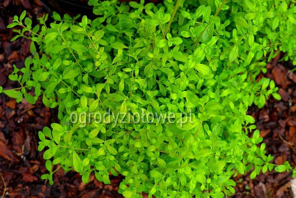 Drzewko miętowe jamajskie „Kama Sutra”