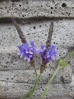 Lawenda hiszpańska „Minutolli”