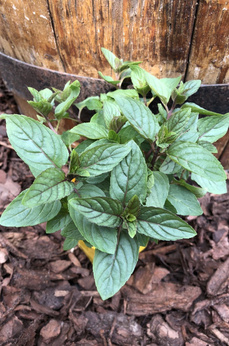 Mięta „Eichenau”