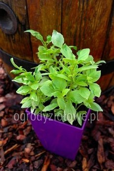 Bazylia pstra wieloletnia