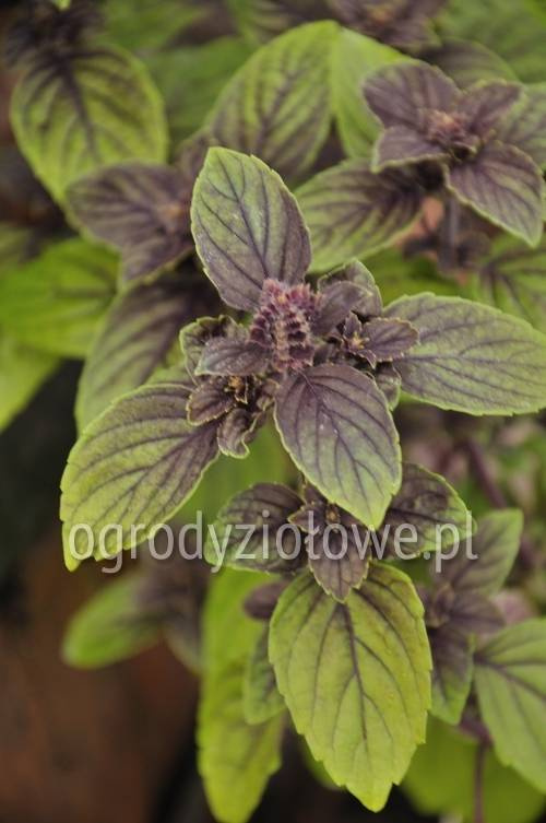 Bazylia niebieska wieloletnia