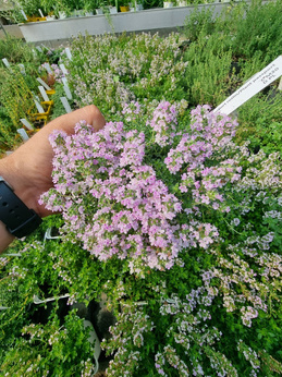 Tymianek angielski dwubarwny „Rasta"