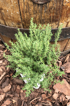 Tymianek właściwy karłowy