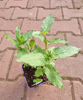 Mięta zielona długolistna Dewódzki