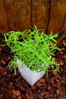 Mięta izraelska „Habek”