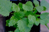 Pokrzywa torfowiskowa