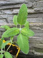 Szałwia jordańska „Dominica”