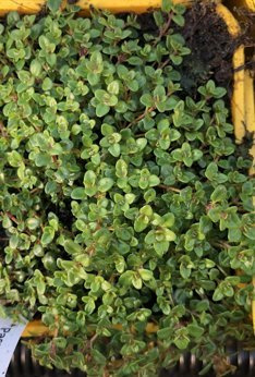 Macierzanka Doerflera „Bressingham Pink"