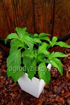 Bazylia „Green Pepper” wieloletnia