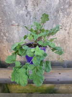 Pelargonia sukulentowa bulwiasta „Radulifolium"