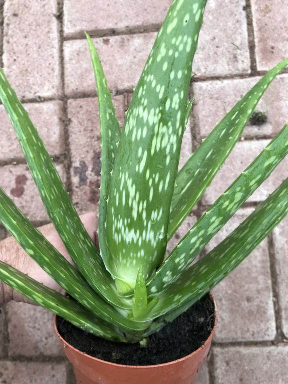 Aloes zwyczajny