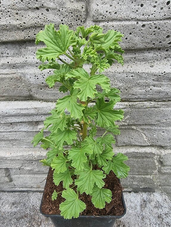 Pelargonia zapachowa cytrynowa „Citronella”